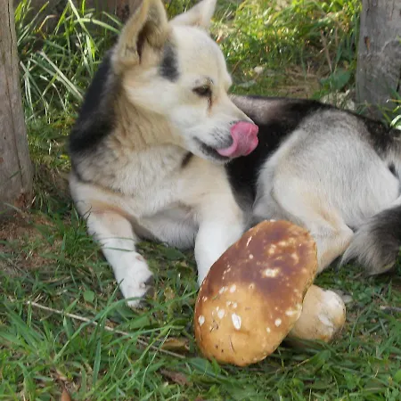 Slagora