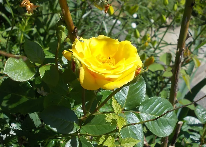 Slagora 3*