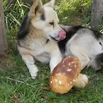 Slagora