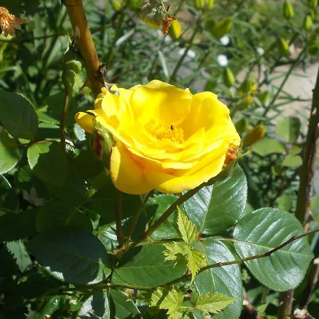 Slagora 3*