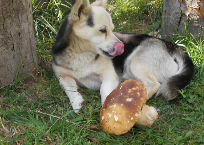 Slagora